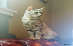 British Shorthair cats for sale: Beautiful British Shorthair Kittens... - Image 12