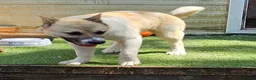 Mixed Breed dogs for sale: Malamute/akita  cross  - Advert 7