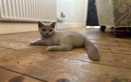 British Shorthair cats for sale: BSH kitten - Young lilac male - Available now. - Image 4