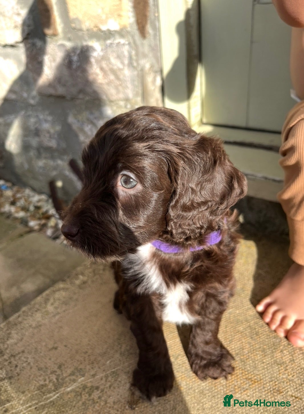 Cockapoo dogs Lovely F1 Cockapoos - Advert 2