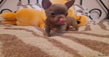 Chihuahua dogs - Advert 7