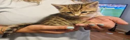 Mixed Breed cats for sale: 2 tabby girls and 1 ginger tabby boy kittens  in Abergele - Advert 1