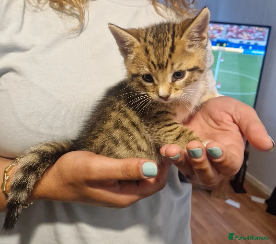 Mixed Breed cats for sale: 2 tabby girls and 1 ginger tabby boy kittens  in Abergele - Advert 1