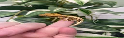 Gecko reptiles for sale: Crested Gecko Babies - Advert 3