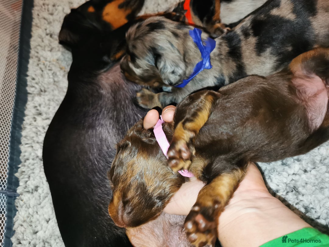 Miniature Dachshund dogs for sale: 5 beautiful miniature dachshund pups for sale - Image 7
