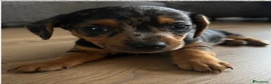 Miniature smooth hair Dachshund 4