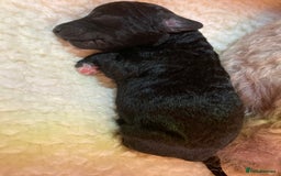 Bedlington Terrier dogs for sale: KC Registered Bedlington Terrier Pups - Image 5