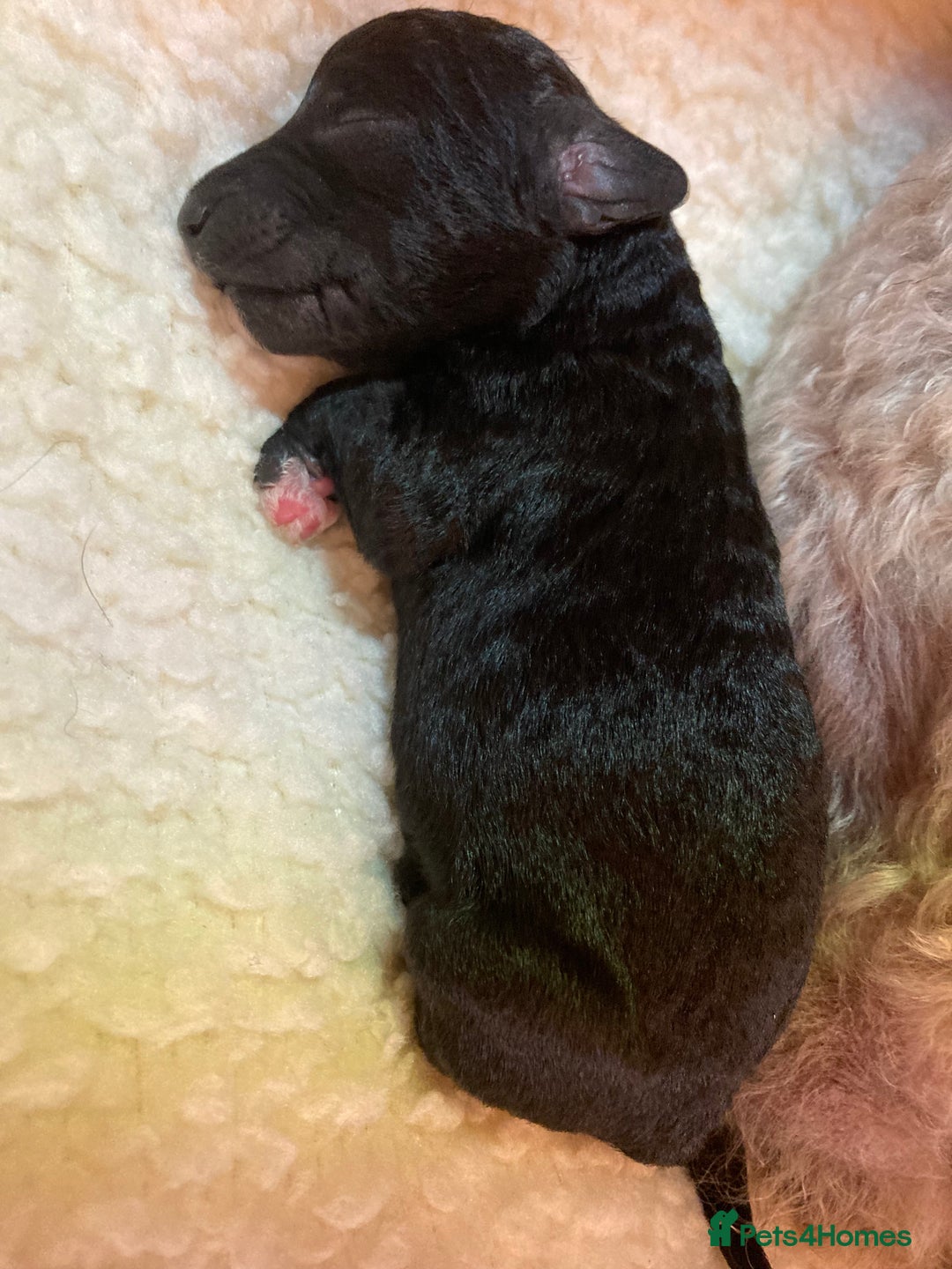 Bedlington Terrier dogs for sale: KC Registered Bedlington Terrier Pups - Image 5