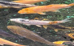 Koi Carp fish for sale: UK koi carp  - Image 24