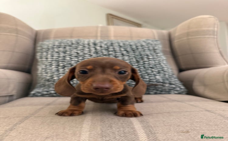 Miniature Dachshund dogs - Advert 9