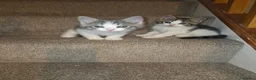 Mixed Breed cats for sale: Ragdoll cross maincoon kittens  - Advert 3