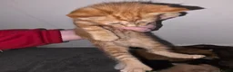 Mixed Breed cats for sale: 5 kittens  in Dudley - Advert 8