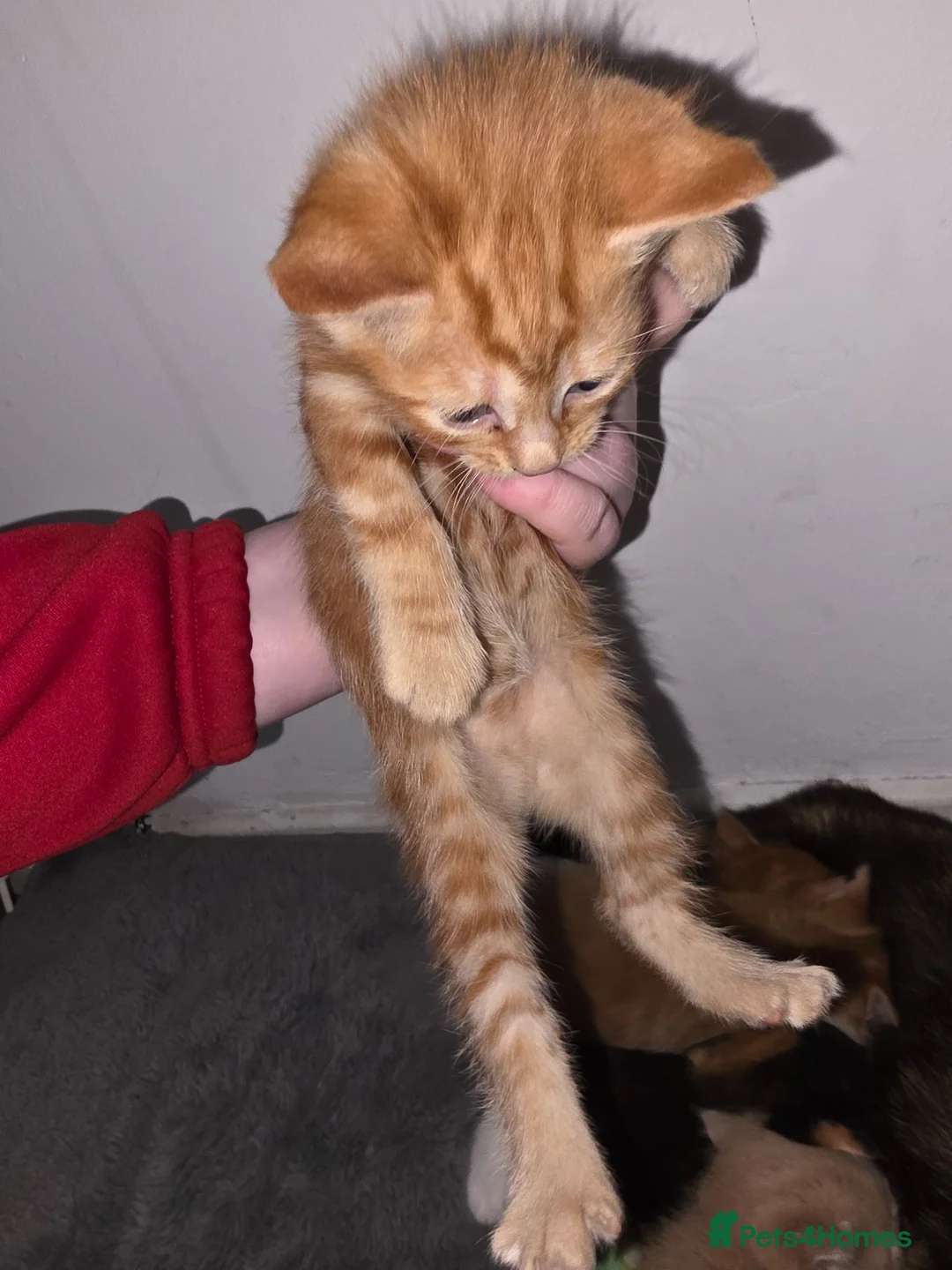 Mixed Breed cats for sale: 5 kittens  in Dudley - Advert 8