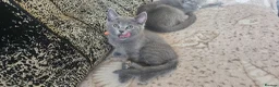Russian Blue cats for sale: **TICA full pedigree Russian Blue kittens - Advert 9