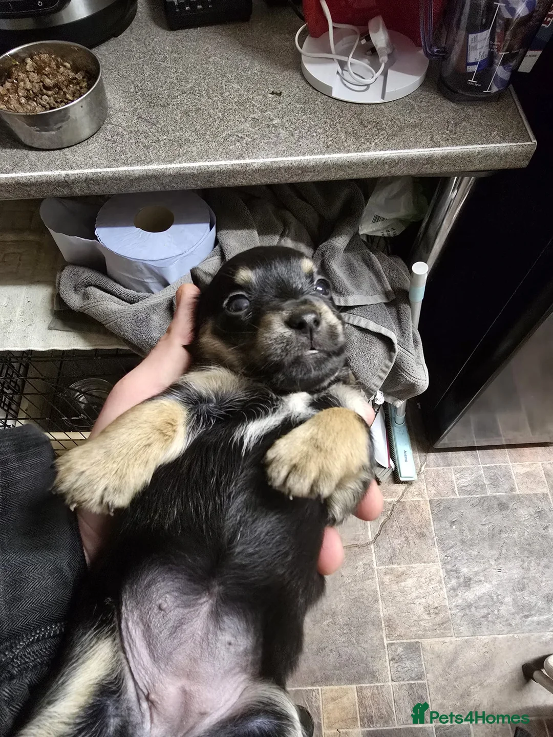 Jack Russell dogs for sale: Jack russle puppies  - Advert 27