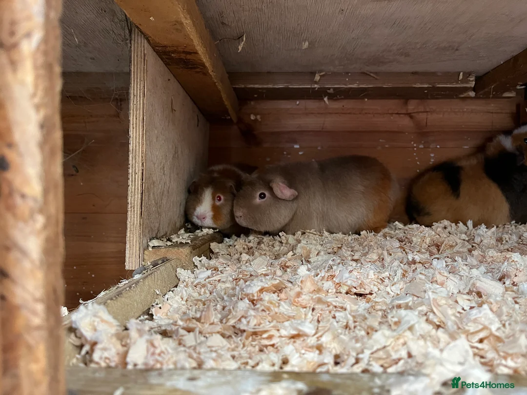 Guinea Pig rodents for sale: Teddy guinea pigs for sale  - Advert 3