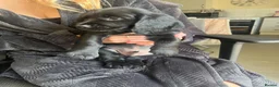 Sprocker dogs for sale: One sprocker boy left  - Advert 5