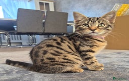 Bengal cats for sale: Domestic shorthaired x bengal kitten  - Advert 8