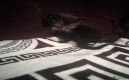 Mixed Breed cats for sale: Toxido kittens  - Image 21