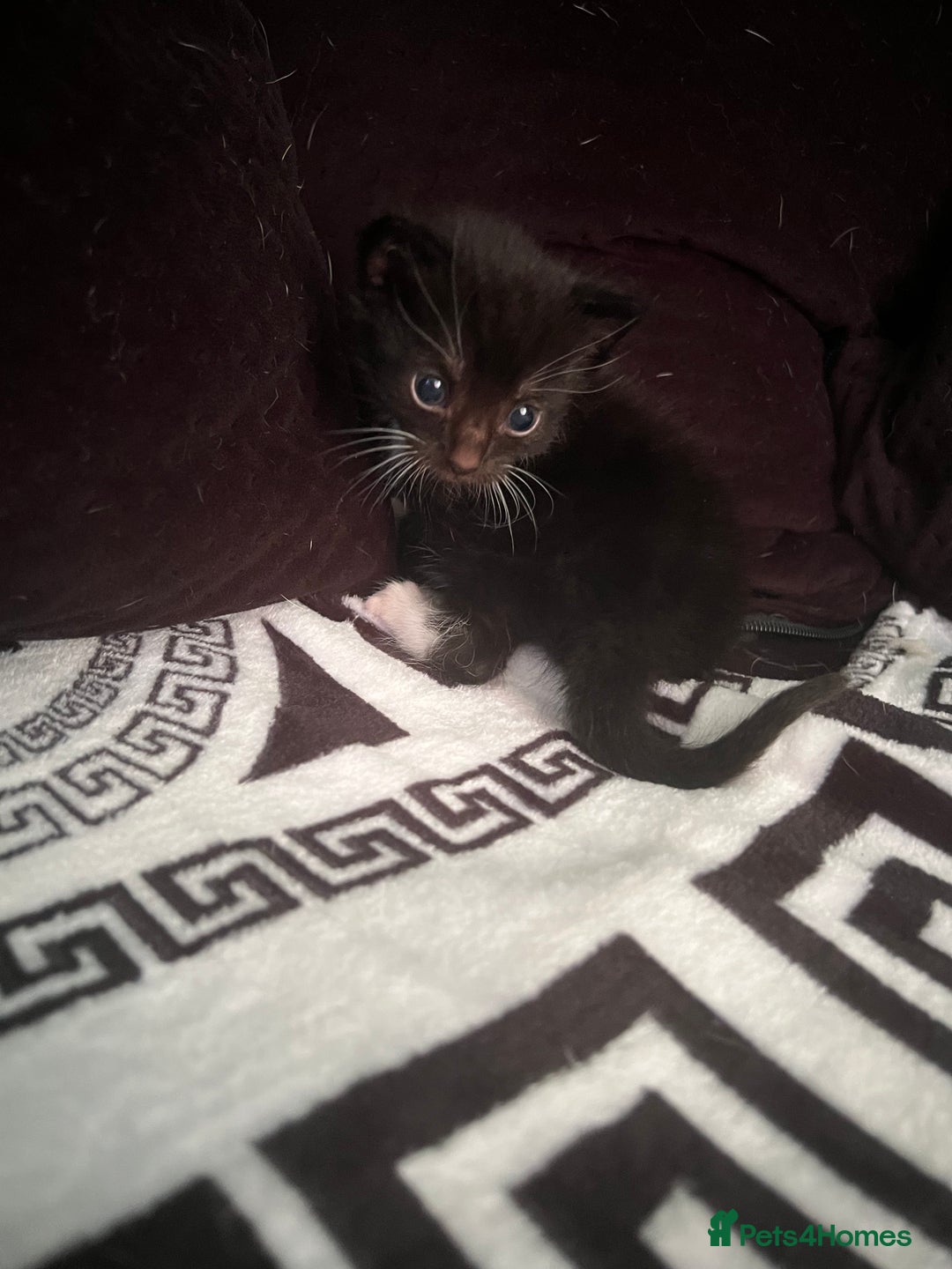 Mixed Breed cats for sale: Toxido kittens  - Image 21