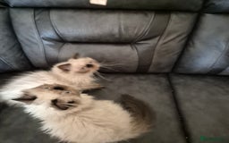 Himalayan cats for sale: Female citens for nice family.  - Image 2