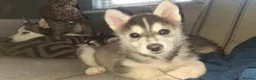 Pomsky dogs for sale: ❤️ G E O R G E O U S POMSKY PUPPIES READY TODAY ❤️ - Advert 32