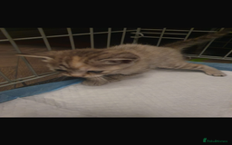 Bengal cats for sale: Cross bengal kittens  - Image 1