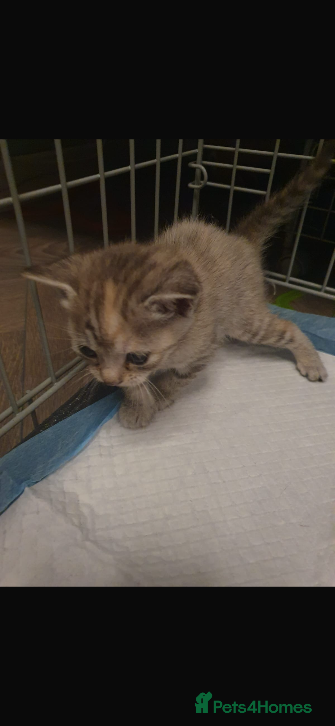 Bengal cats for sale: Cross bengal kittens  - Image 1