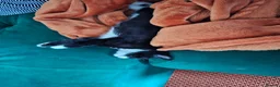 Mixed Breed cats for sale: 2 female kittens left - Advert 6