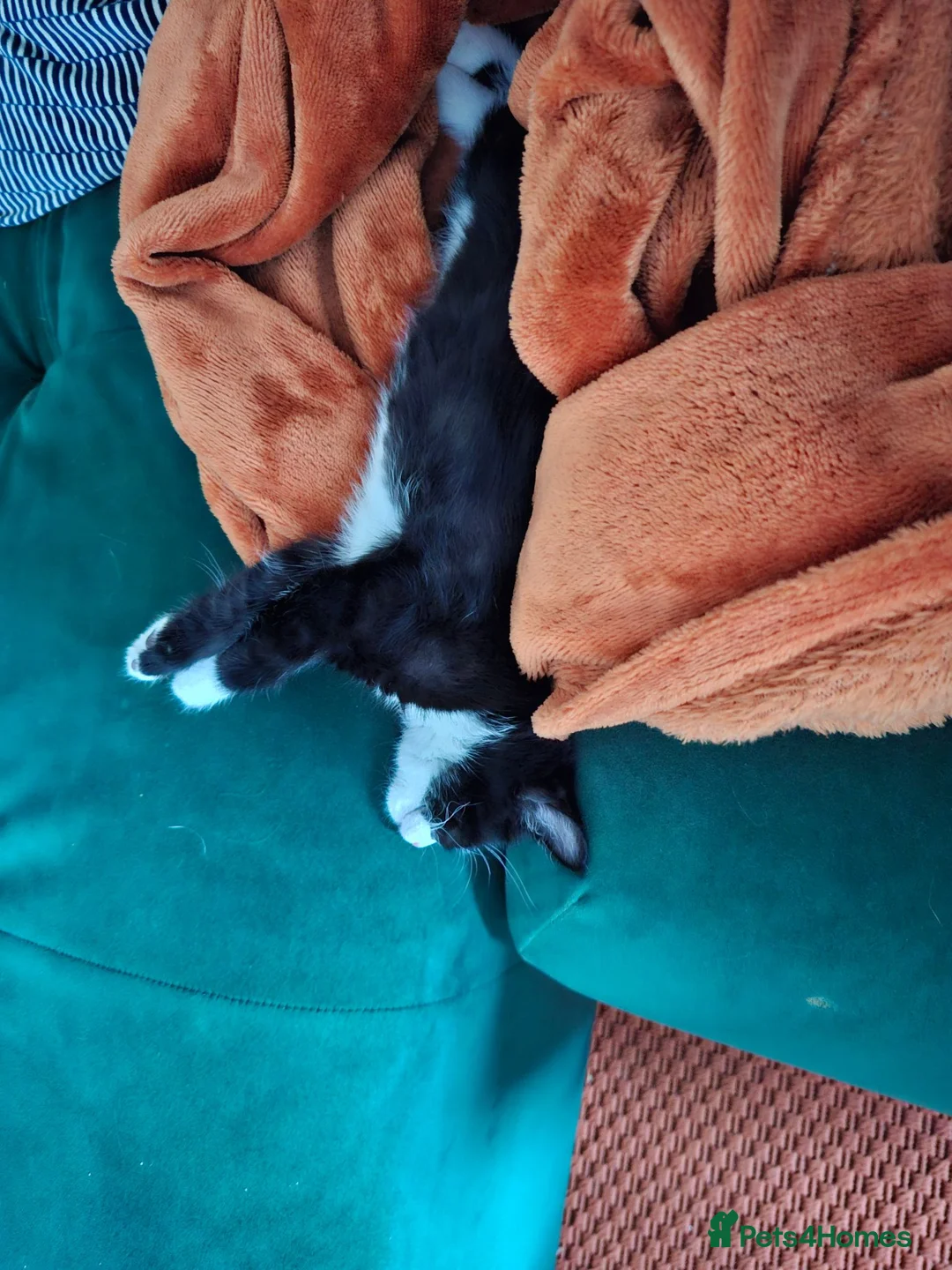 Mixed Breed cats for sale: 2 female kittens left - Advert 6