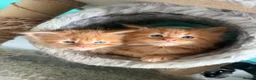 Maine Coon cats for sale: Beautiful mainecoon kittens  - Advert 21