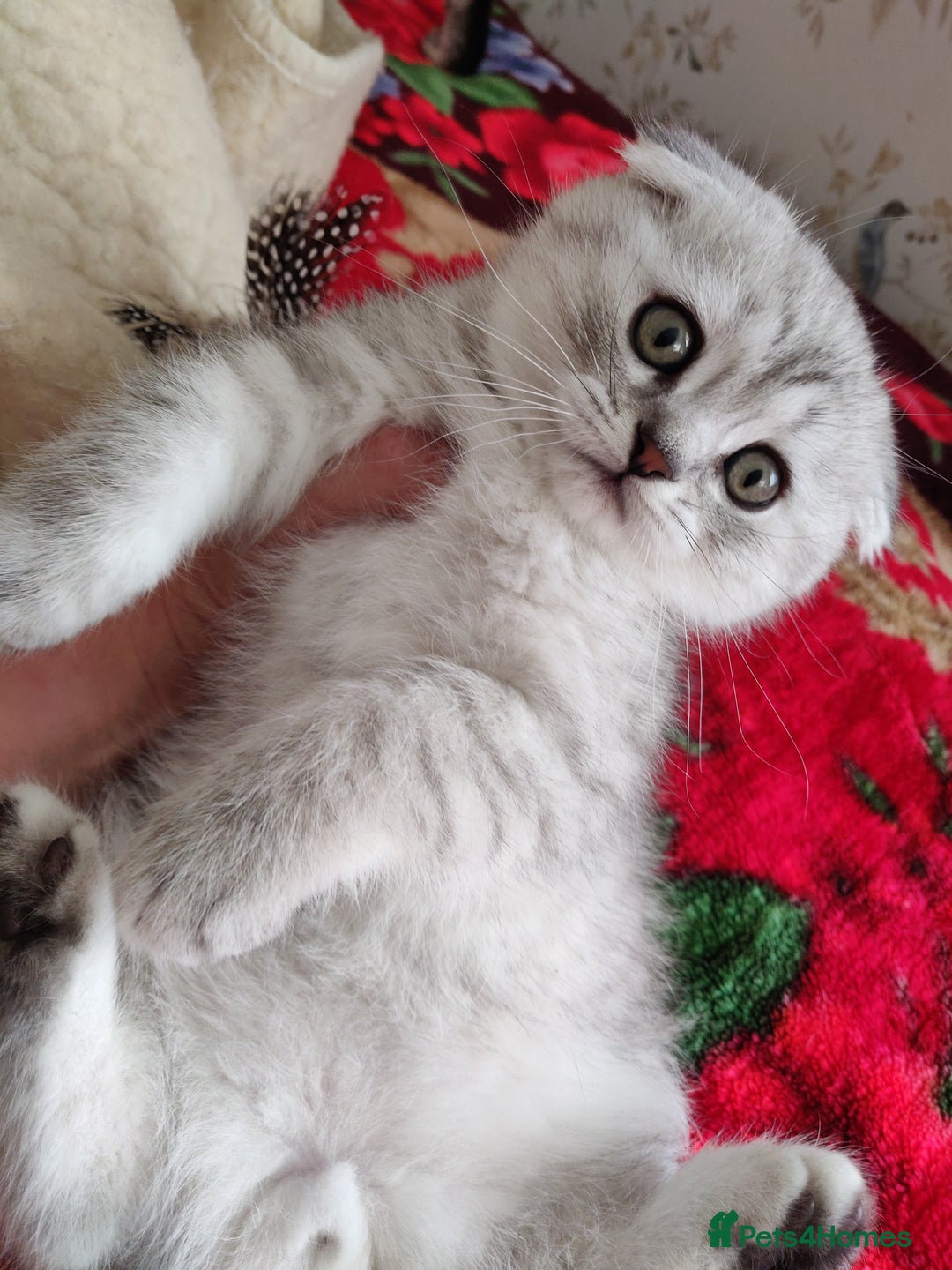 Scottish Fold cats for sale: Scottish Fold kitten  - Advert 26