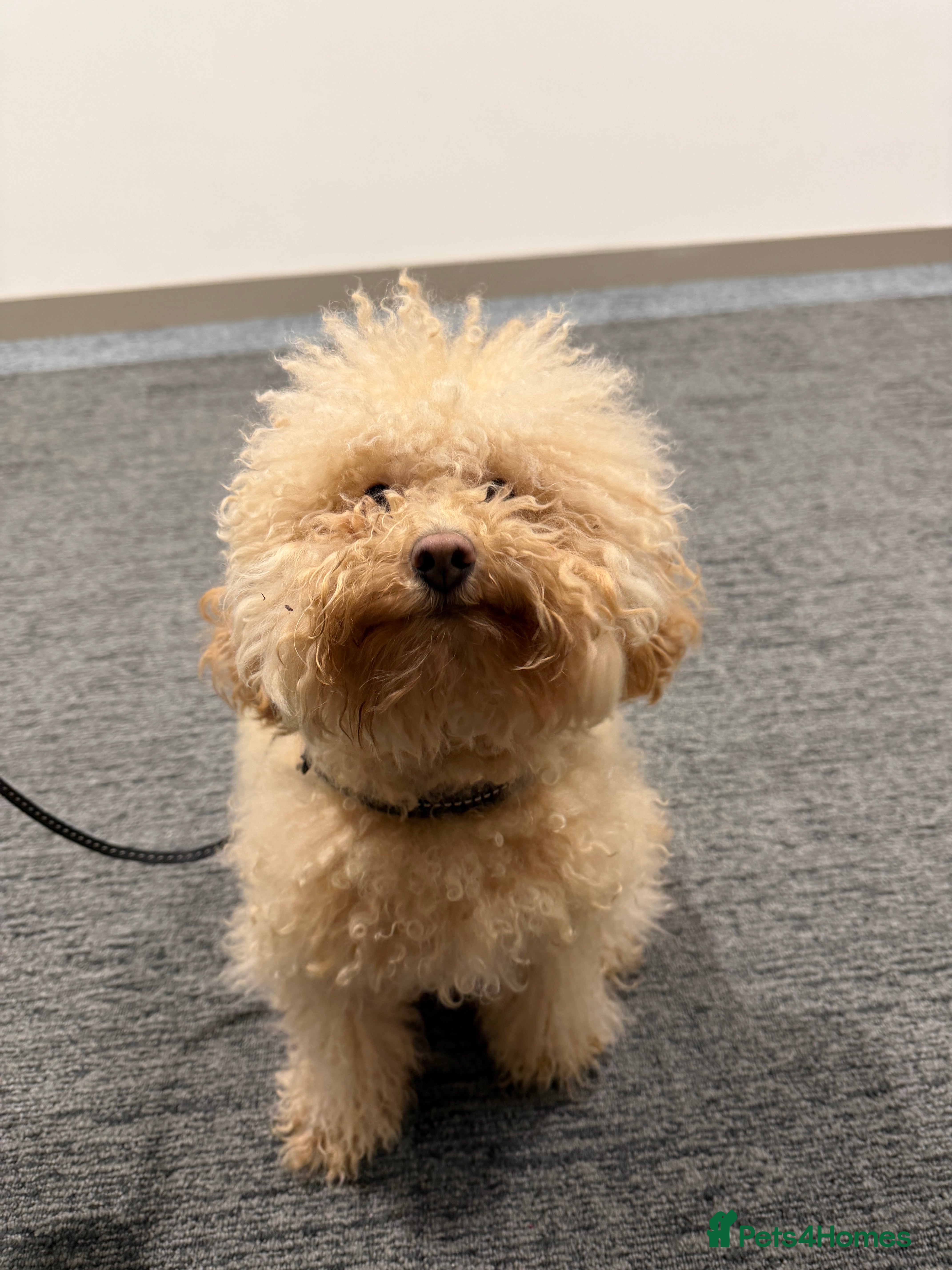 Miniature Poodle dogs Miniture Poodle for Adoption  - Advert 1