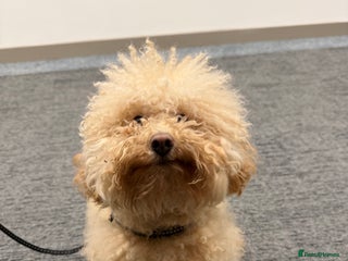 Miniature Poodle dogs Miniture Poodle for Adoption - Advert 1