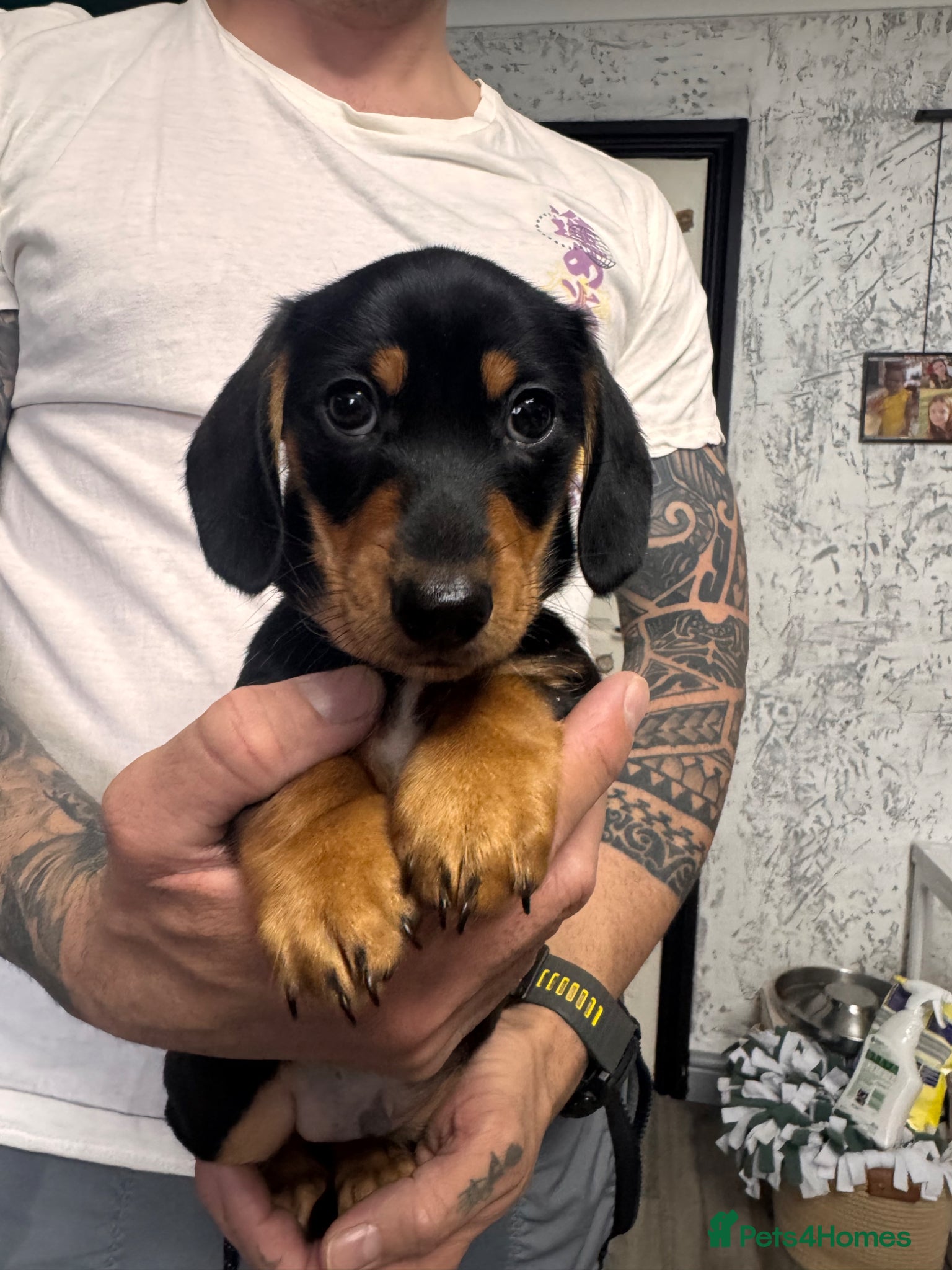 Miniature Dachshund dogs Ready now-1 KC registered miniature dachshund boy - Advert 4