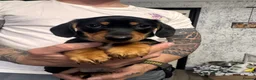 Miniature Dachshund dogs for sale: Ready now-1 KC registered miniature dachshund boy - Advert 8