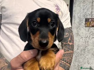 Miniature Dachshund dogs Ready now-1 KC registered miniature dachshund boy - Advert 4