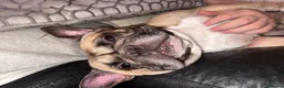 French Bulldog dogs for sale: Female Fawn French bulldog  in Pontefract - Advert 3