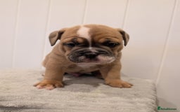 Old Tyme Bulldog dogs for sale: Kyro & Lyla Litter Old Tyme Old English Bullgdog - Image 20