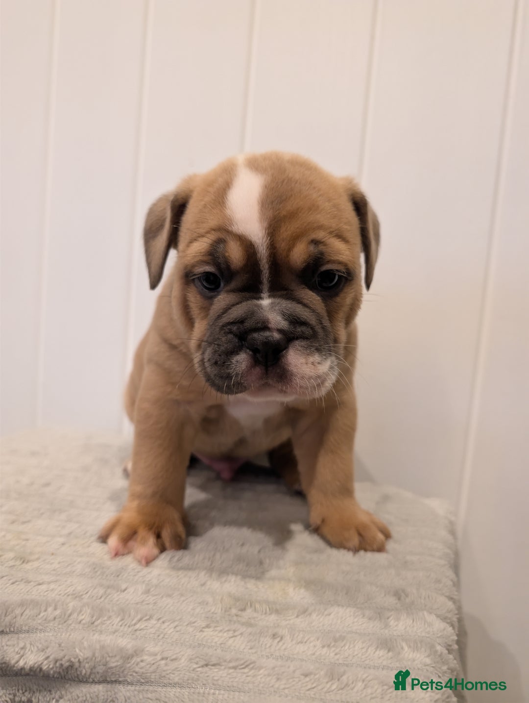 Old Tyme Bulldog dogs for sale: Kyro & Lyla Litter Old Tyme Old English Bullgdog - Image 20