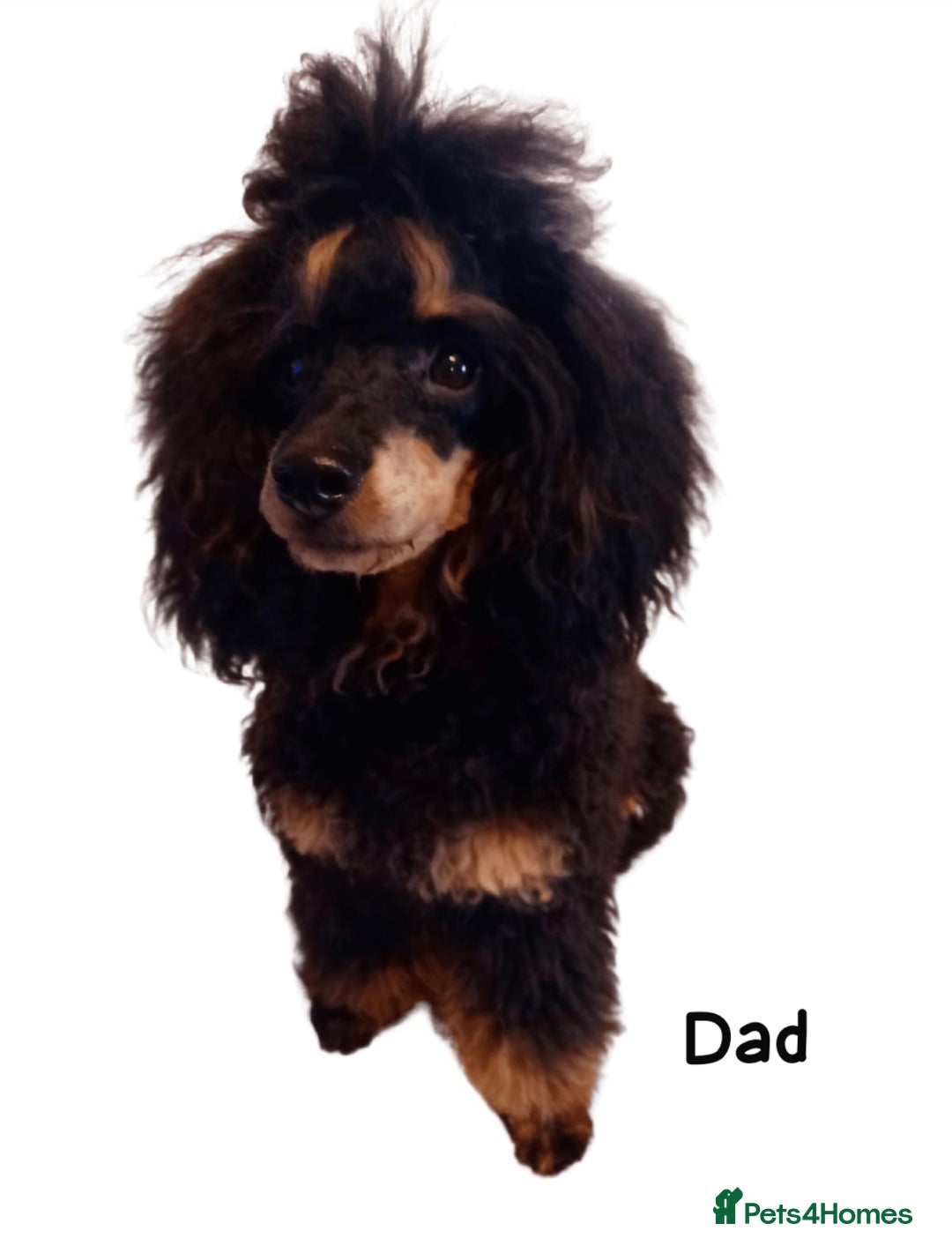 Toy Poodle dogs for sale: KC registered toy poodles - Advert 5