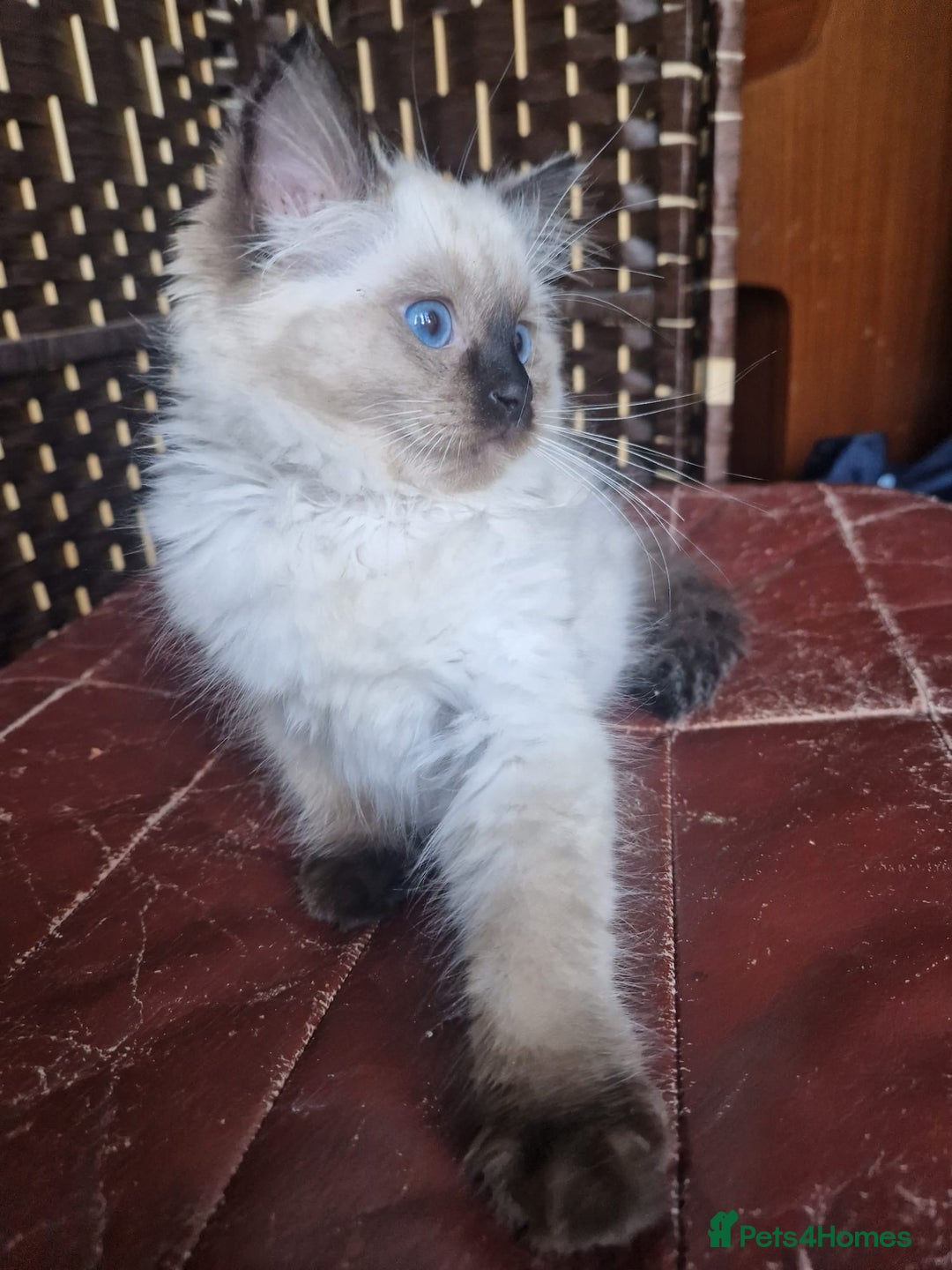 Ragdoll cats for sale: 1 Ragdoll girl left looking for a loving home  - Image 8