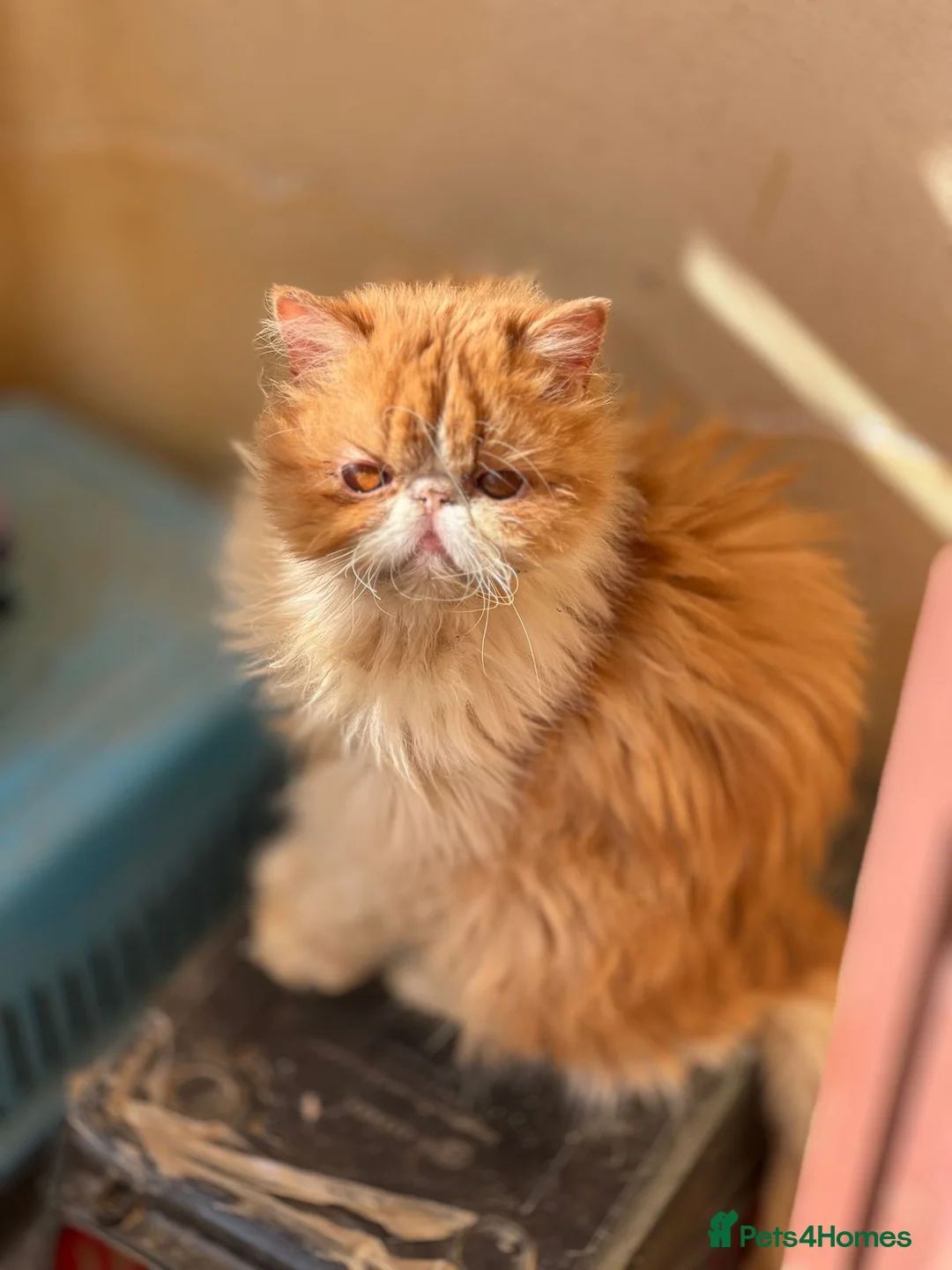 Mixed Breed cats for adoption: Cheetos - Advert 1