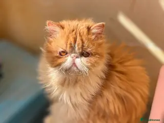 Mixed Breed cats Cheetos - Advert 2