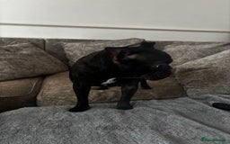 French Bulldog dogs for sale: Very sad sale of our female french bulldog  - Image 2