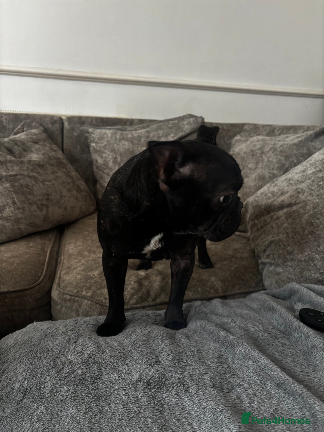 French Bulldog dogs for sale: Very sad sale of our female french bulldog  - Image 2