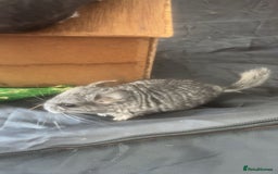 Chinchilla rodents for sale: Baby chinchillas  - Image 4