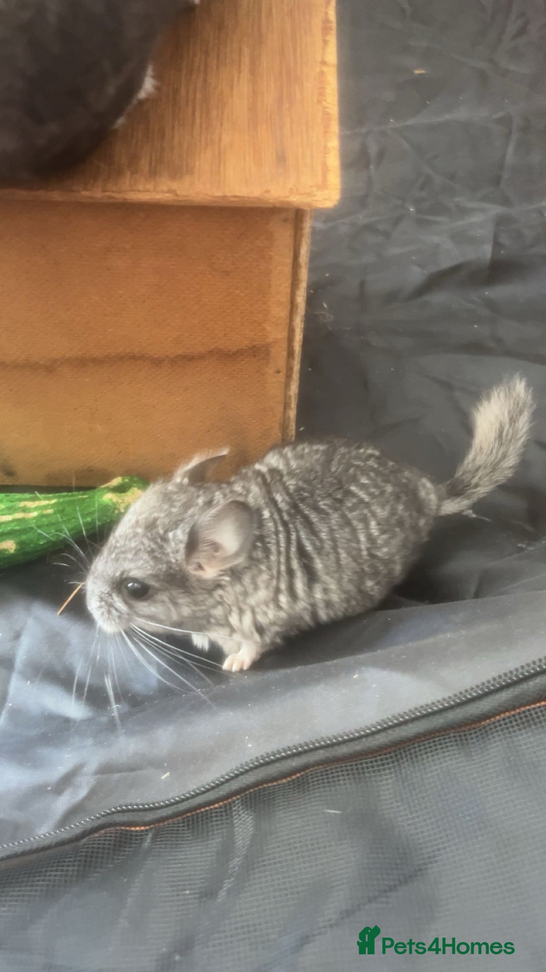 Chinchilla rodents for sale: Baby chinchillas  - Image 4