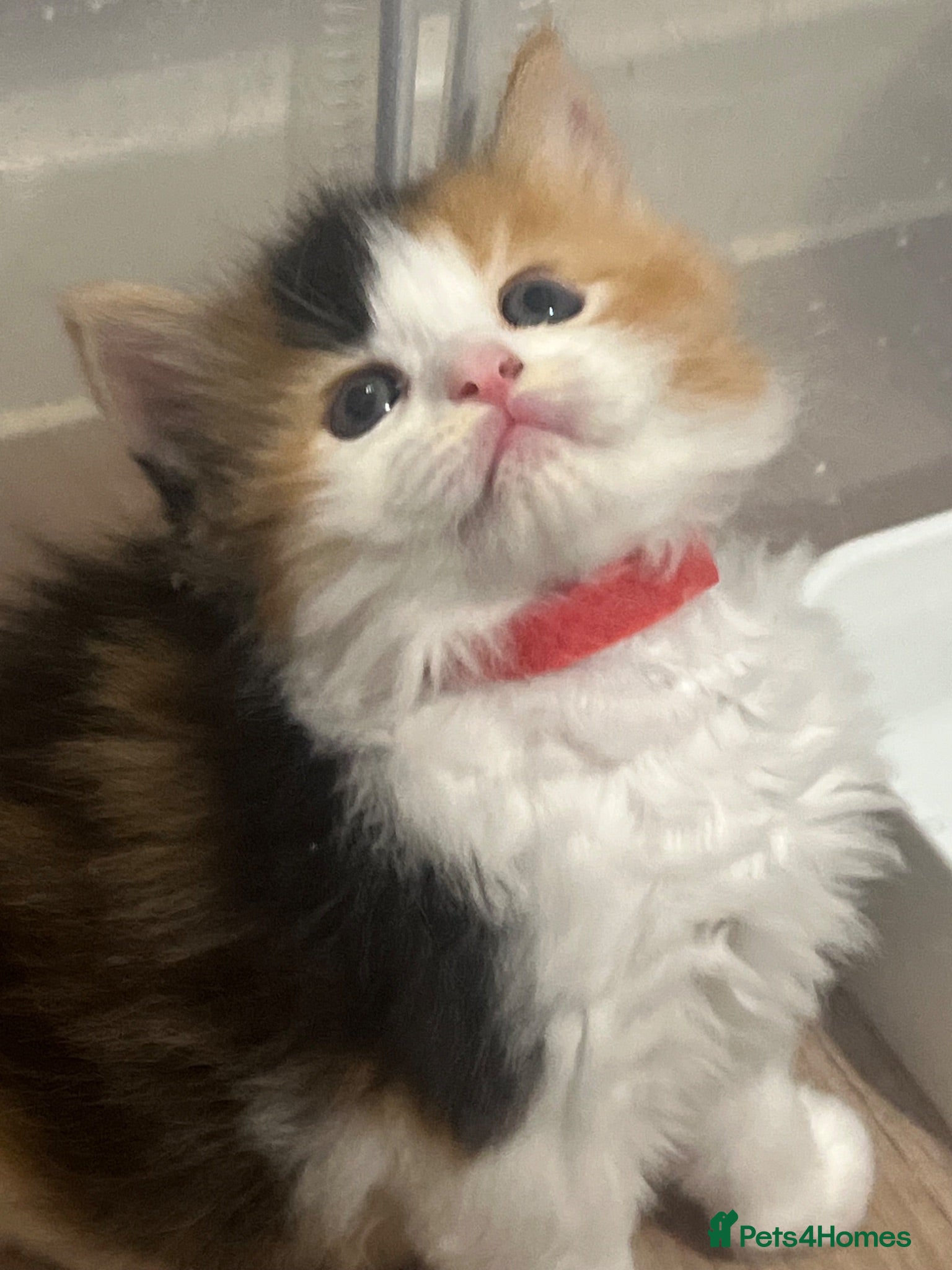Maine Coon cats 🔥 amazing offer full Maine coon 🔥 Amazing colour - Advert 2
