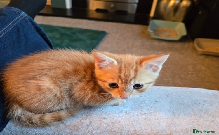 Mixed Breed cats - Advert 4